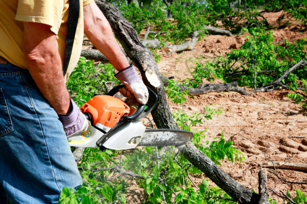 How Our Tree Care Process Works  in  Fairmont, IL